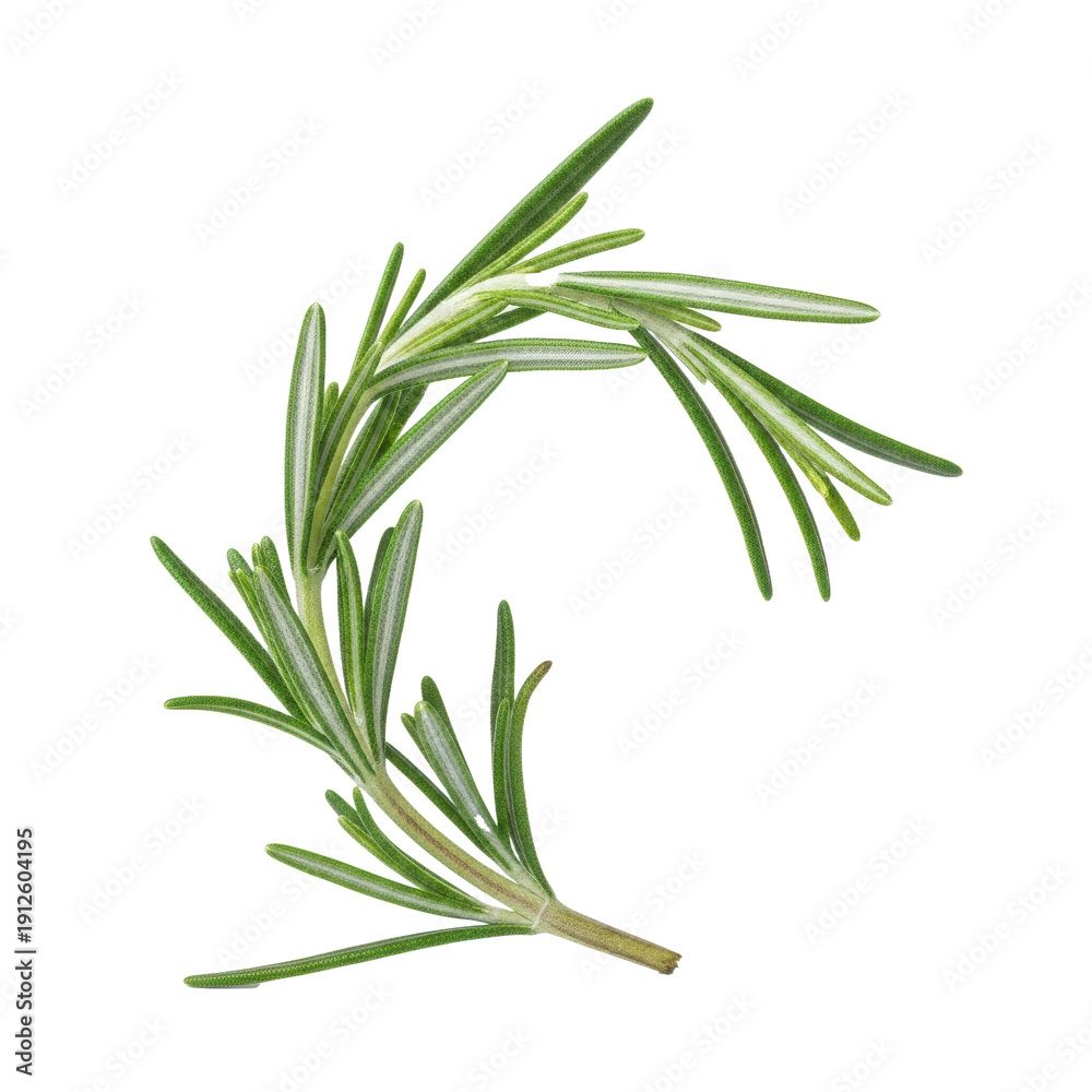 Fototapeta premium Vibrant rosemary branch with detailed, silvery-green leaves and a delicate curving stem, presented against a transparent studio background with copy space. Concept of natural ingredients and