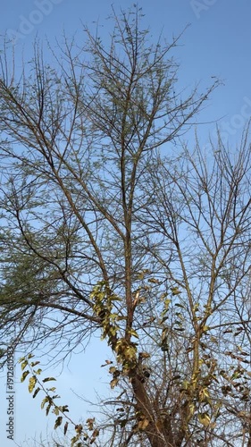 tree in the sky