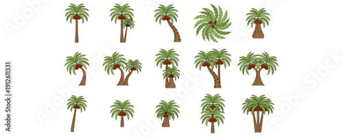 Illustration of a Date Palm Tree