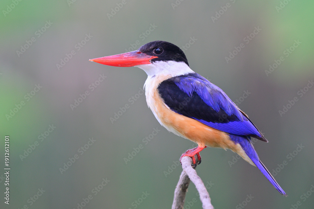 Obraz premium beautiful bird when resting on wooden branch during its morning foraging, black-capped kingfisher