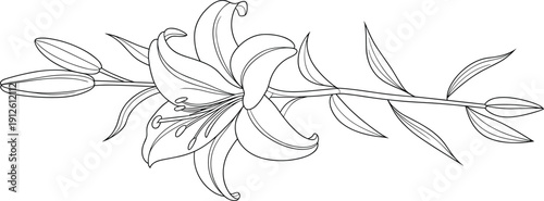 Elegant lily flower line art illustration with detailed botanical leaves and stem, minimal black outline floral drawing for coloring, tattoo, stationery, and decorative design use