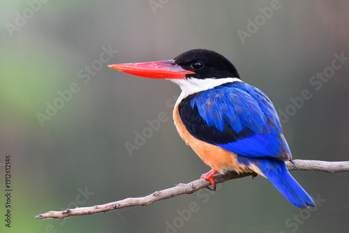 red bills blue back and wings bird calmly perching on wooden branch in very early morning soft light, black-capped kingfisher