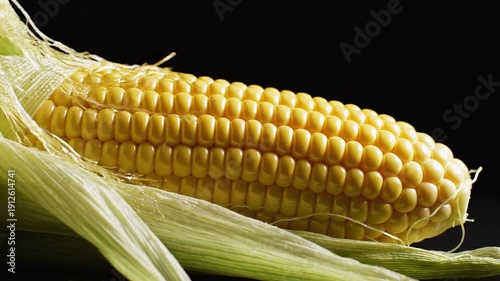 An ear of yellow corn with green husks and silk partially exposed against a dark background