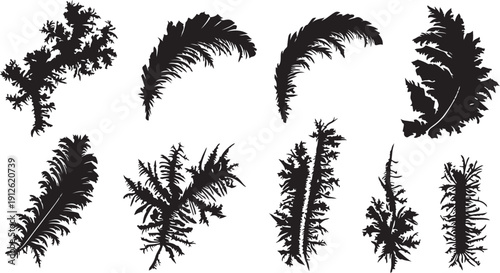 Collection of black feather silhouettes on white background