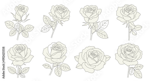 A collection of delicate hand drawn rose illustrations in varying stages of bloom presented in a minimalist style high quality