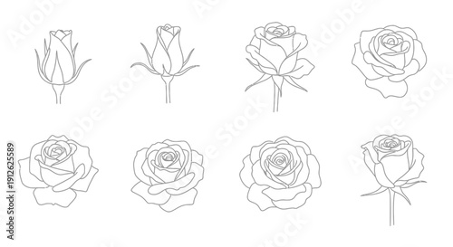 A minimalist collection of eight line art rose illustrations depicting different stages of blooming and unfolding high quality professional detailed