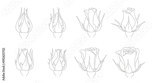 A collection of eight line art illustrations depicting roses in various stages of blooming from bud to full blossom