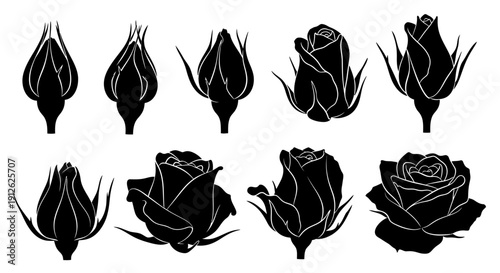 A collection of monochrome rose buds in varying stages of bloom presented as a botanical study high quality professional