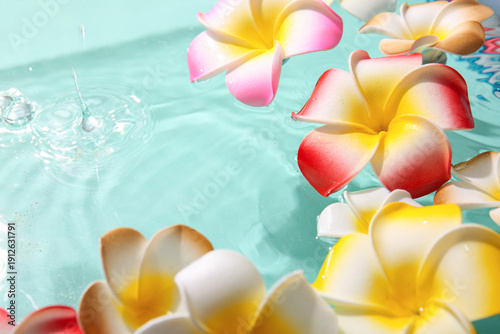 Beautiful plumeria flowers ...