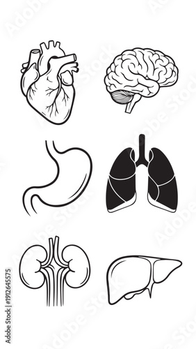 Illustrated human anatomy: heart, brain, stomach, lungs, kidneys, and liver diagrams.