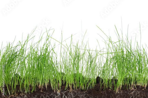 Soil with fresh green wheat...