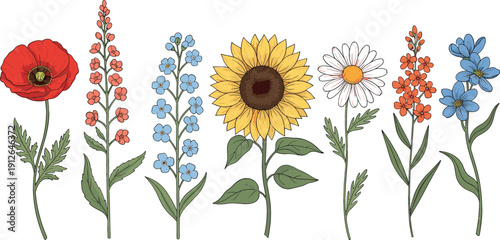 Wildflower botanical vector illustration set with hand drawn garden flowers sunflower poppy daisy meadow plants for spring summer nature design