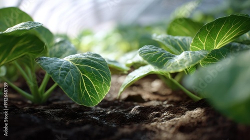 Close-up of a group of young plants growing in a greenhouse. the plants have large, green leaves with white veins running through them. the soil is dark and appears to be freshly dug up.