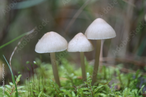 Obraz na plátně grzybówka Mycena Mycenaceae