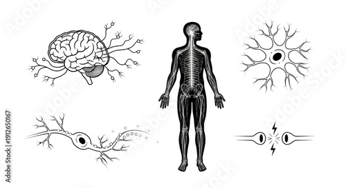 Human Nervous System Anatomy: Brain, Neurons, and Synapse Illustration