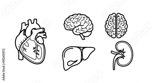 Human Organs Icons: Heart, Brain, Liver, Kidney - Medical Health Science Vector Art