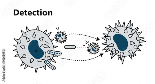 Immune cell detecting and attacking bacteria, scientific illustration