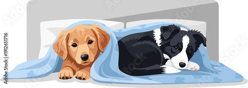 Two puppies, one golden retriever and one border collie, are snuggled together under a light blue blanket on a bed
