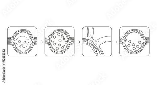 Diagram of Blood Cells Flowing Through Capillaries and Veins
