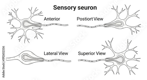 Diagram of a Sensory Neuron showing different views: anterior, posterior, lateral, and superior.