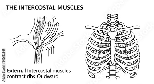 Diagram of Intercostal Muscles Contracting and Rib Cage Anatomy