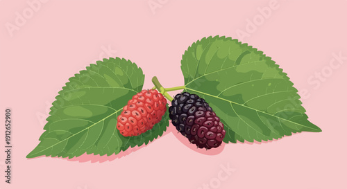 Two mulberries, one red, one purple, on a stem with leaves
