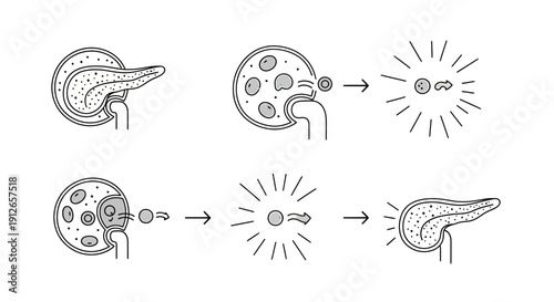 Cell Exocytosis and Endocytosis Process Diagram: Vesicle Fusion and Release