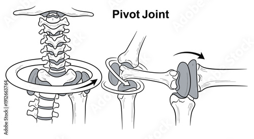 Pivot Joint Anatomy Illustration: Neck and Knee Rotation