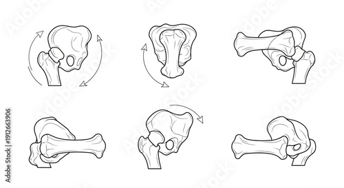 Hip Joint Anatomy and Movement Diagrams: Medical Illustration