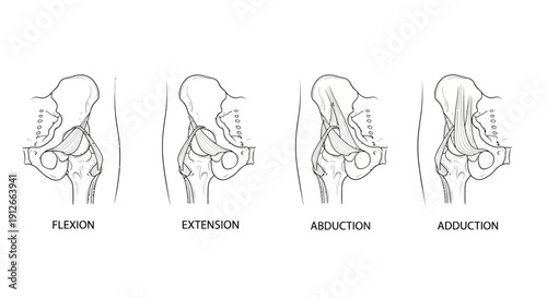 Hip Joint Anatomy: Flexion, Extension, Abduction, Adduction Movements Illustrated