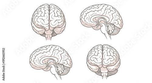 Human Brain Anatomy - Multiple Views: Top, Side, and Back