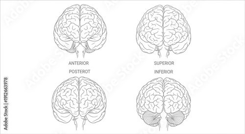 Human Brain Anatomy: Anterior, Posterior, Superior, and Inferior Views