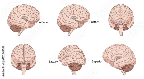 Human Brain Anatomy Views: Anterior, Posterior, Lateral, Superior, and Inferior