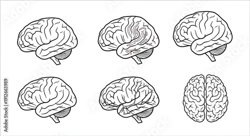 Human Brain Anatomy Illustration - Multiple Angles and Top View