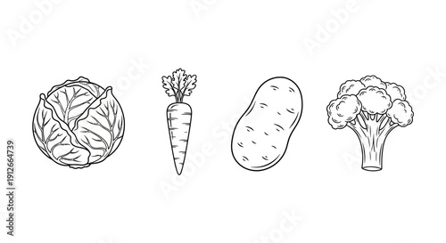 Hand-drawn illustration of cabbage, carrot, potato, and broccoli on a white background.