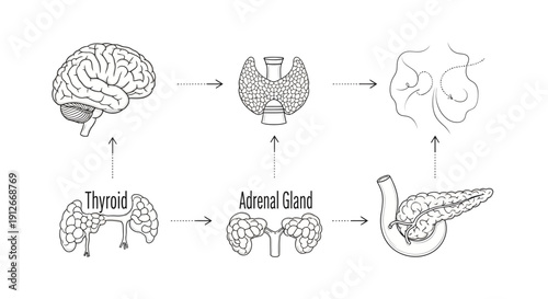 Endocrine System Diagram: Brain, Thyroid, Adrenal Gland, Pancreas, Pituitary