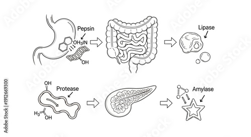 Digestive Enzymes: Pepsin, Protease, Amylase, Lipase in Human Digestion System