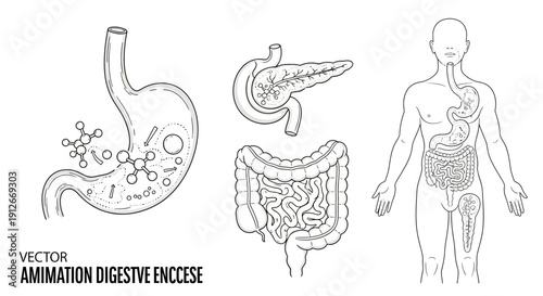 Digestive System Anatomy: Stomach, Pancreas, Intestines, Human Body Outline