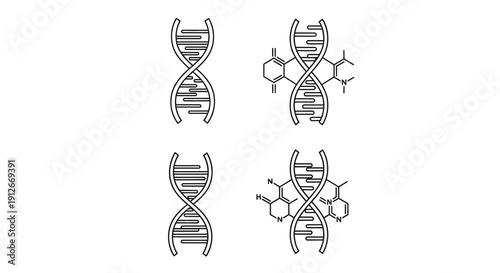 DNA Double Helix Structures and Chemical Modifications