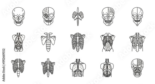Human Anatomy Diagrams: Skulls, Rib Cages, Lungs, and Torso - Medical Illustrations