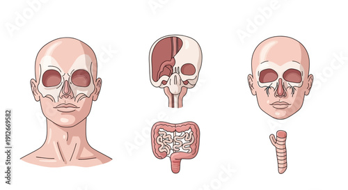 Human Anatomy: Skull, Face, Intestines, and Trachea - Medical Illustration