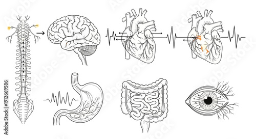 Human Anatomy Organs and Nervous System Connection - Medical Illustration