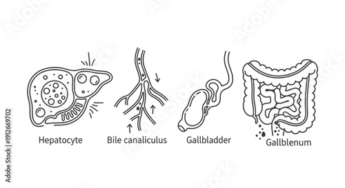 Human Digestive System: Hepatocyte, Bile Duct, Gallbladder, and Gallbladder Anatomy
