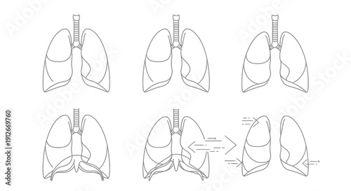Human Lungs Anatomy Diagram: Breathing Cycle and Diaphragm Movement