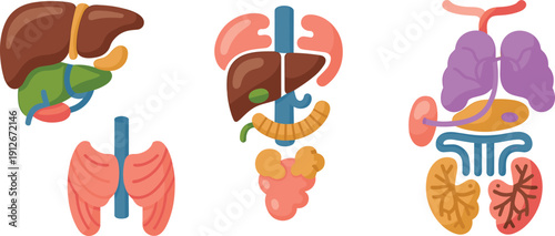 Vector illustration of human internal organs, colorful anatomy diagrams, educational medical artwork, simplified organ system graphics, anatomy study design for learning