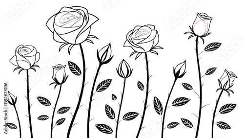 Elegant line art depiction of roses in various stages of bloom a floral silhouette high quality