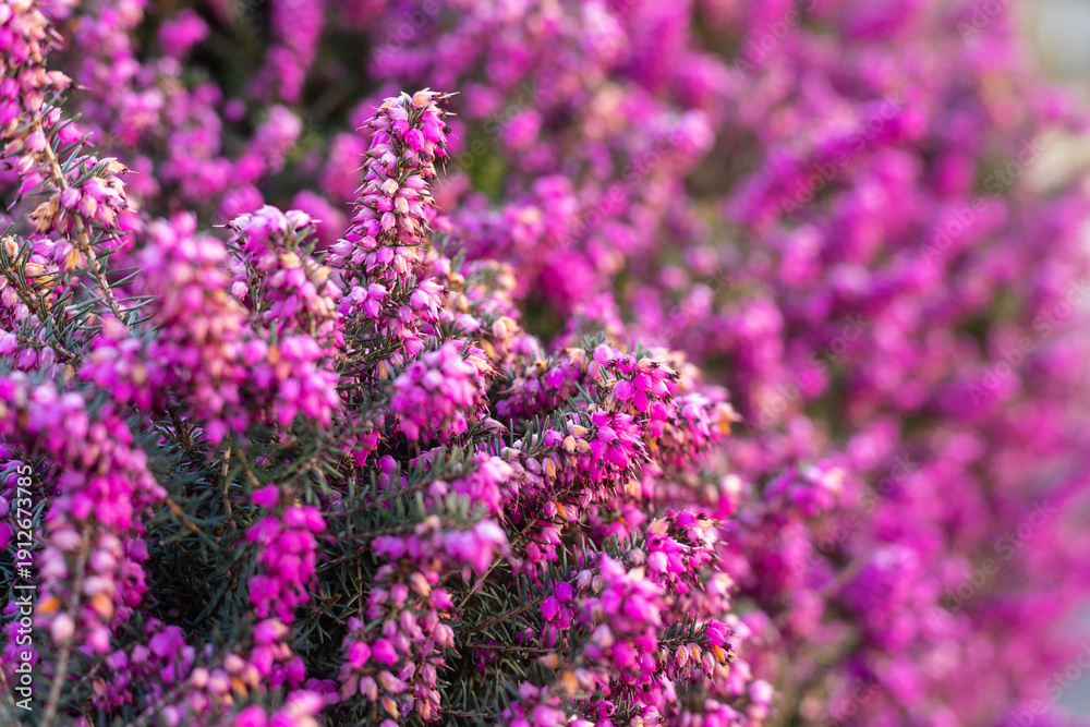 Obraz premium Spring flowerbed with pink blossoms natural background