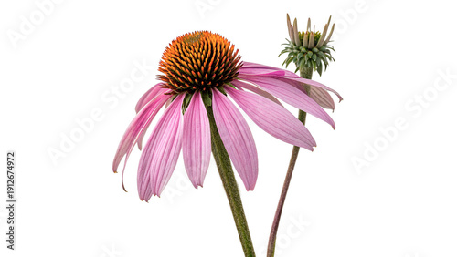 Εκτύπωση καμβά Close view of purple coneflower with notable isolated on transparent background