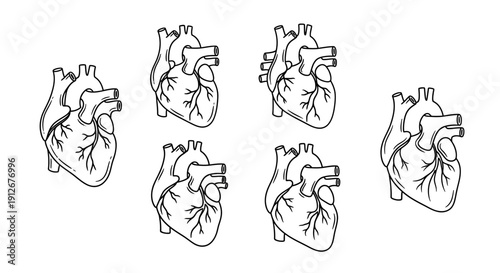 Anatomical Heart Illustrations - Set of Seven Black and White Line Art