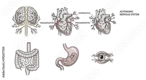 Autonomic Nervous System Illustration: Brain, Heart, Stomach, Intestines, Eye